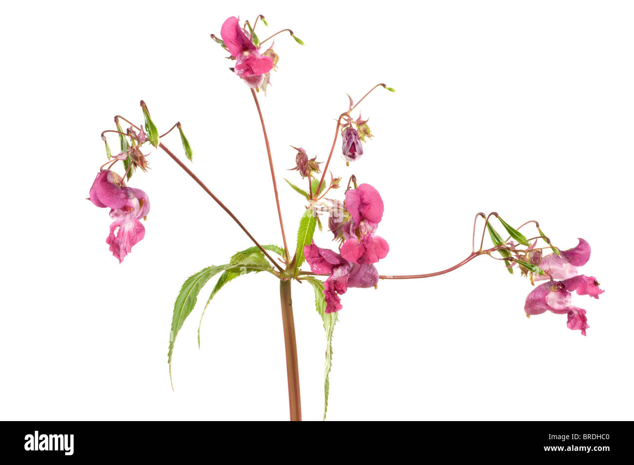 Himalayan Balsam is a pest plant in many parts of Germany Stock Photo