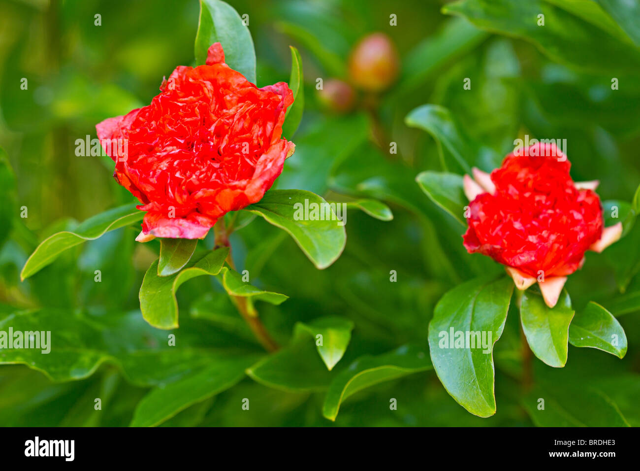 Red flowering Pomegranate (Punica granatum) in early Autumn Stock Photo