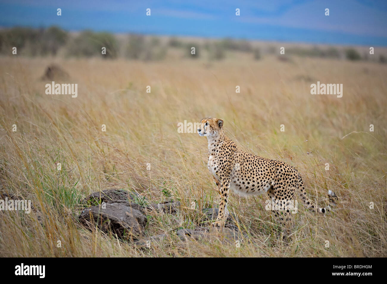 Cheetah in the grasslands of Masai Mara in Kenya, Africa Stock Photo