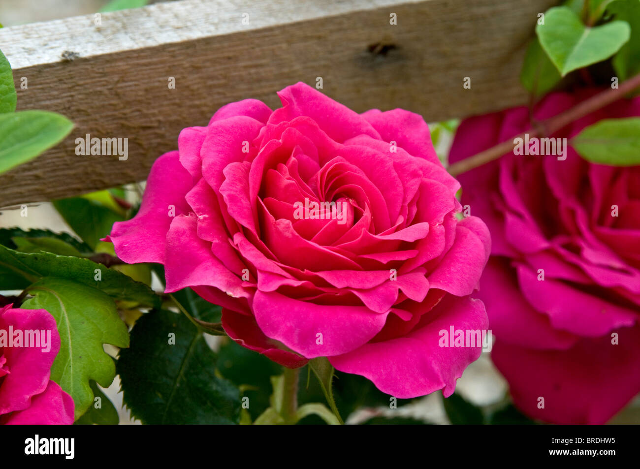 Deep pink flower of the climbing rose, Rosa 'Starlight Express' Stock Photo