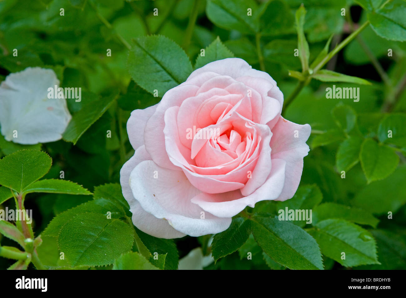 Single soft pink flower of patio rose 'Lovely Bride' Stock Photo