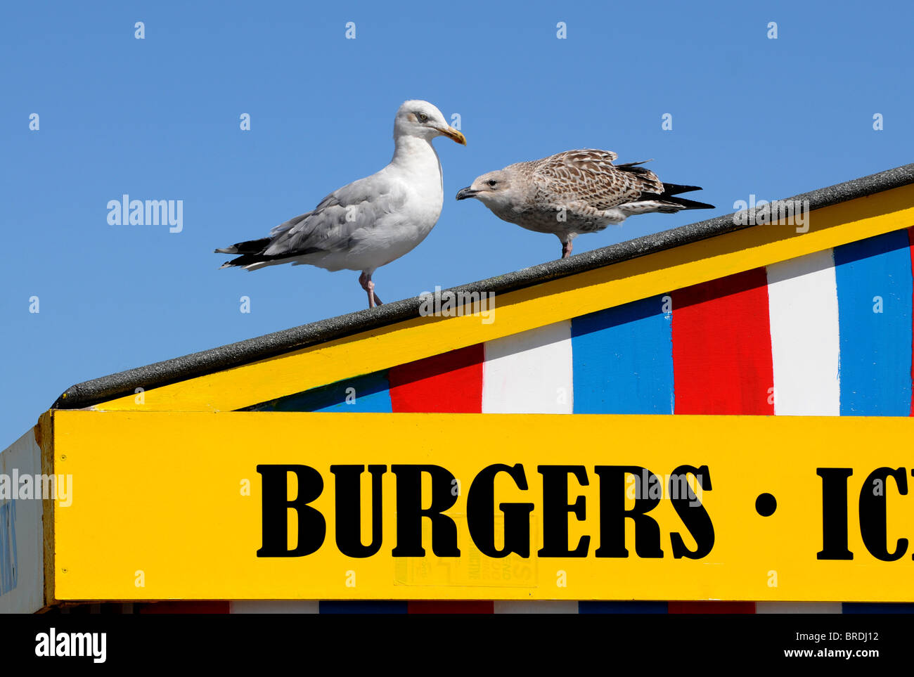 Seagulls on a seaside beach hut, Britain, UK Stock Photo