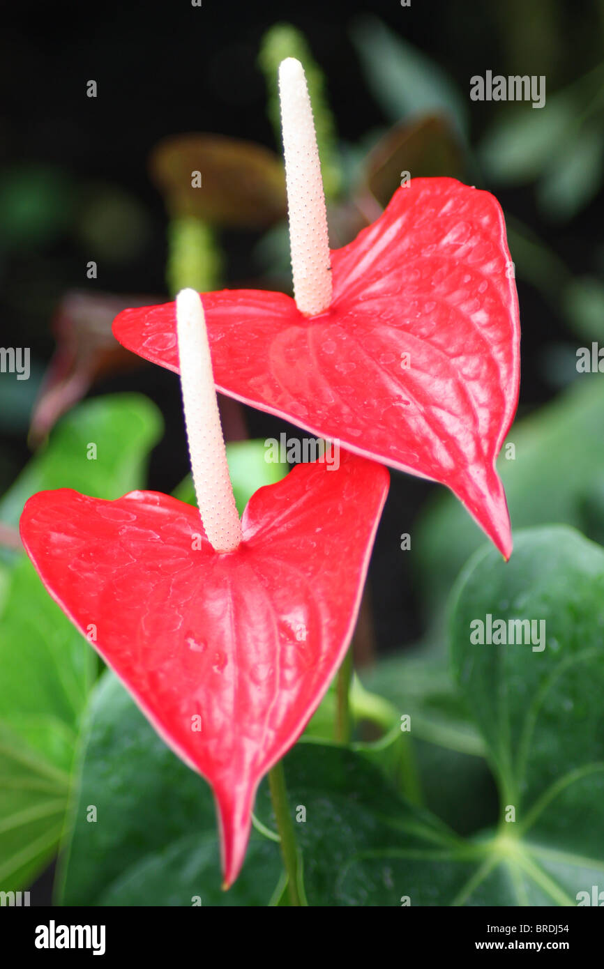 Red Arum Lilies Stock Photo Alamy
