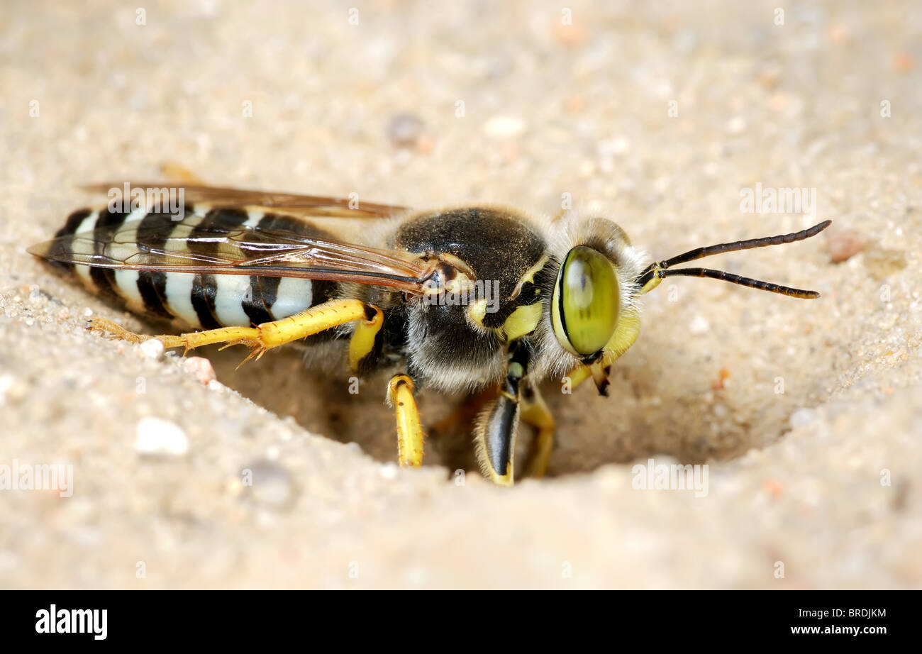 Wasp Bembex rostratus Stock Photo