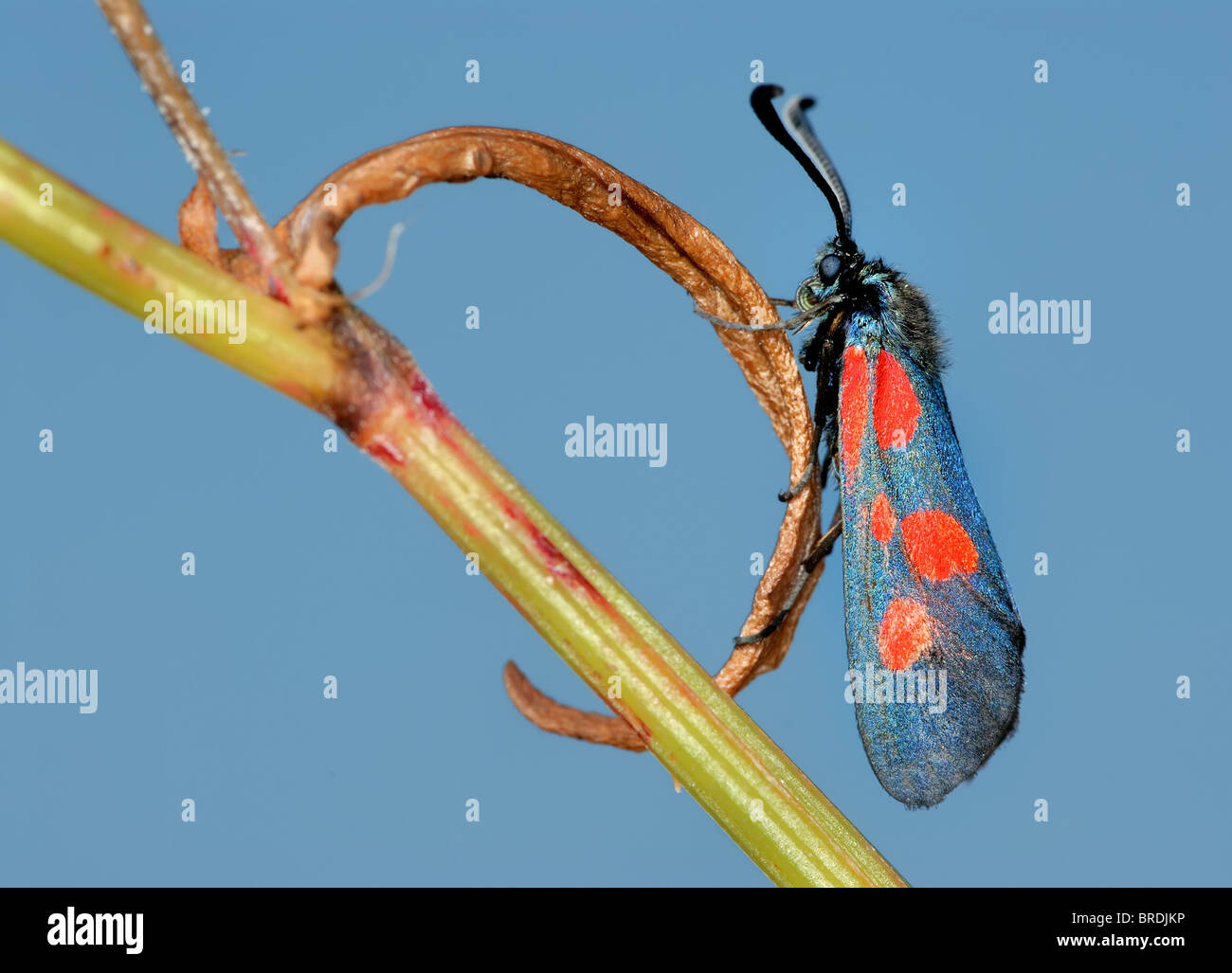 The butterfly Zygaena filipendulae Stock Photo