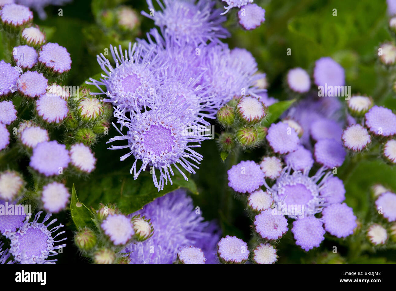 Spreading purple flowers hires stock photography and images Alamy