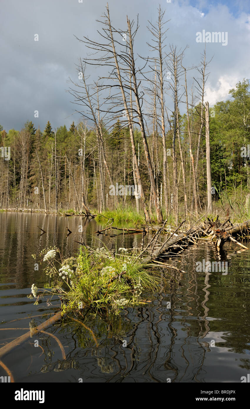 Wood lake Stock Photo