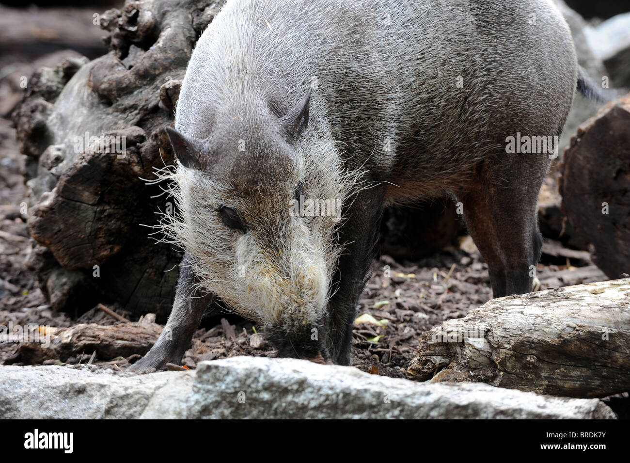 Bearded Pig at London Zoo. Stock Photo