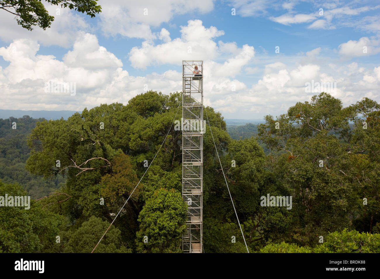 Ulu Temburong National Park, Canopy Walk, Brunei Stock Photo - Alamy