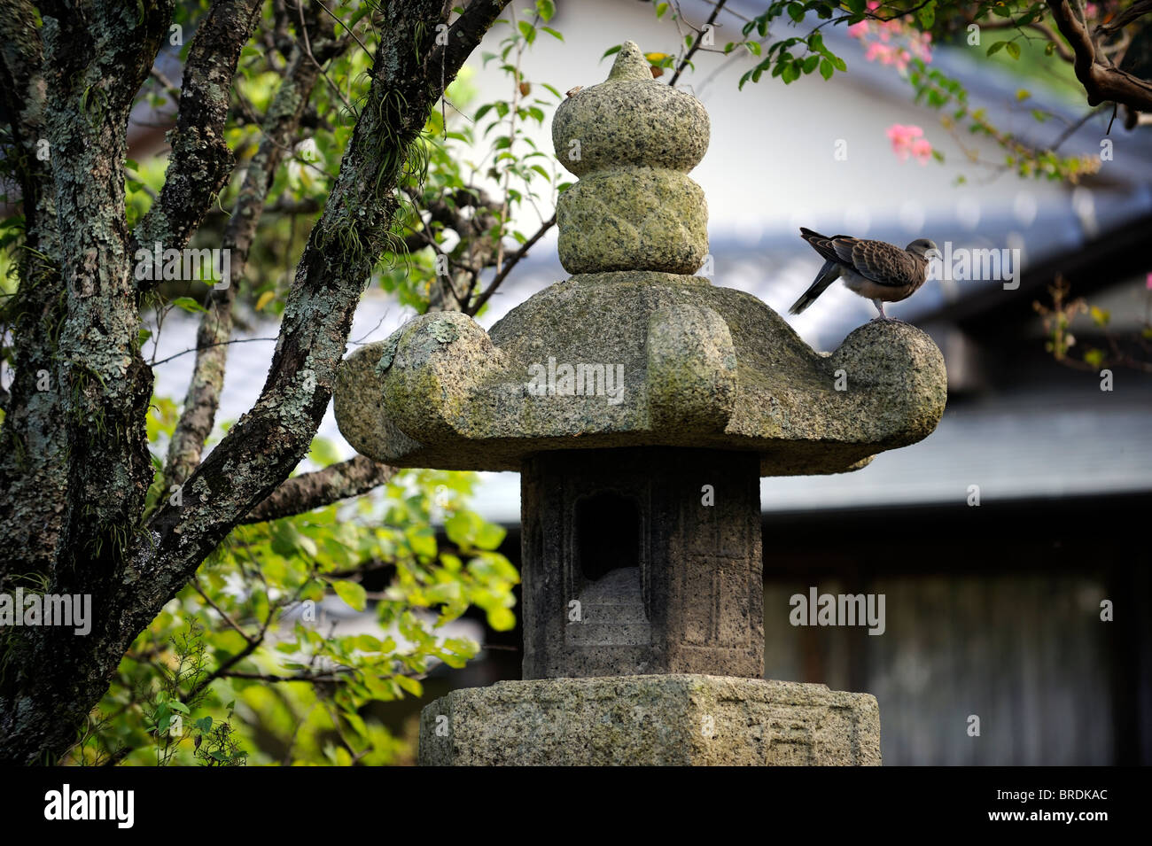 A pigeon resting on a stone lantern in a private garden in Dazaifu, Fukuoka, Japan. 2010 Stock Photo