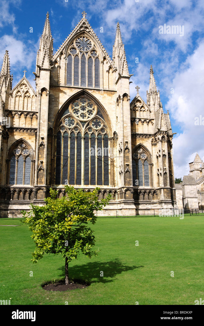 small oak tree at the east end of Lincoln cathedral Stock Photo