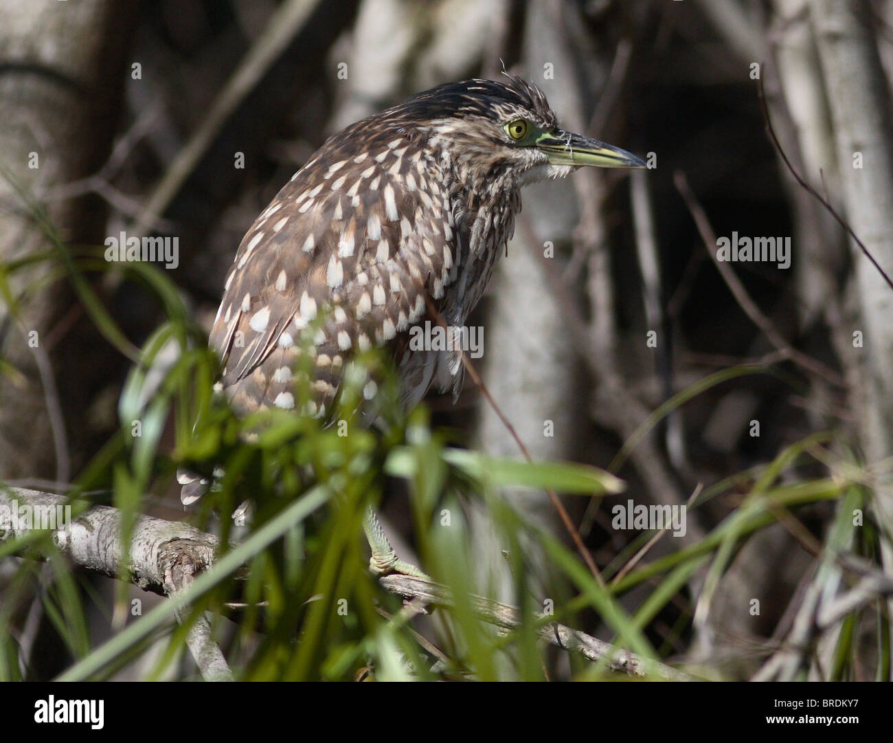bird in hiding Stock Photo - Alamy