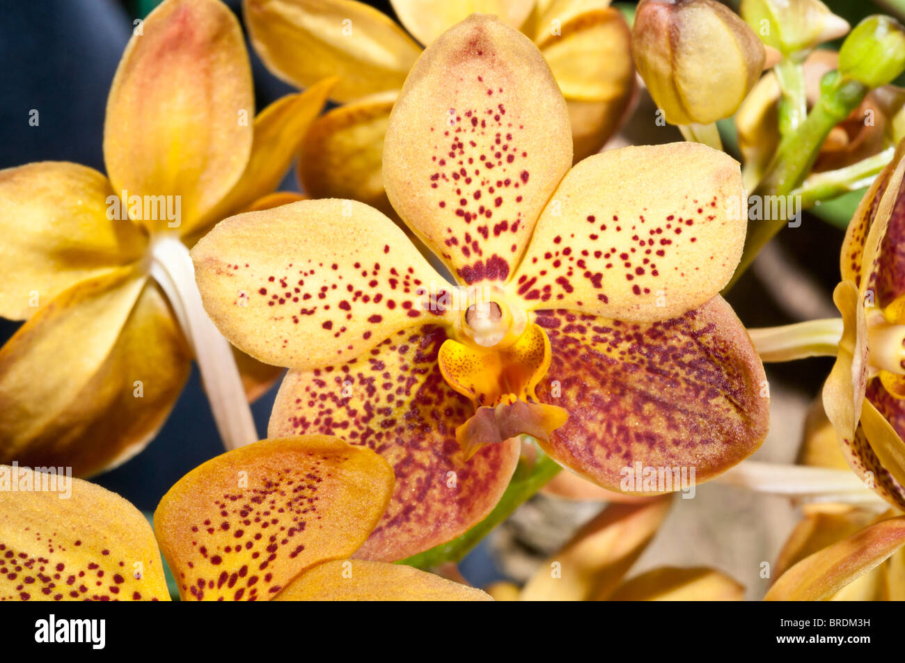 Ascocenda Motes Burning Sands 'Mary Motes', hybrid orchid Stock Photo