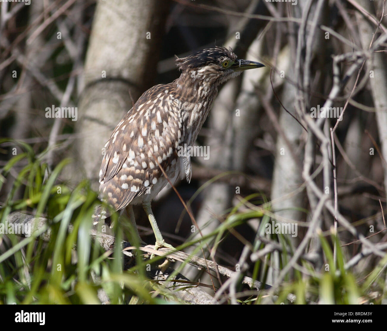 bird in hiding Stock Photo - Alamy