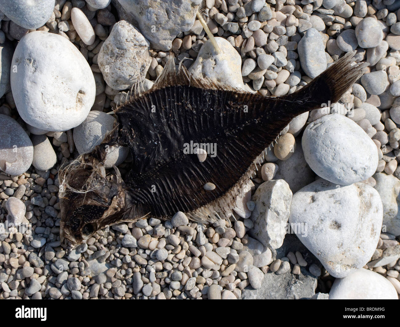 Carcass from a flounder on a beach in Gotland, Sweden Stock Photo