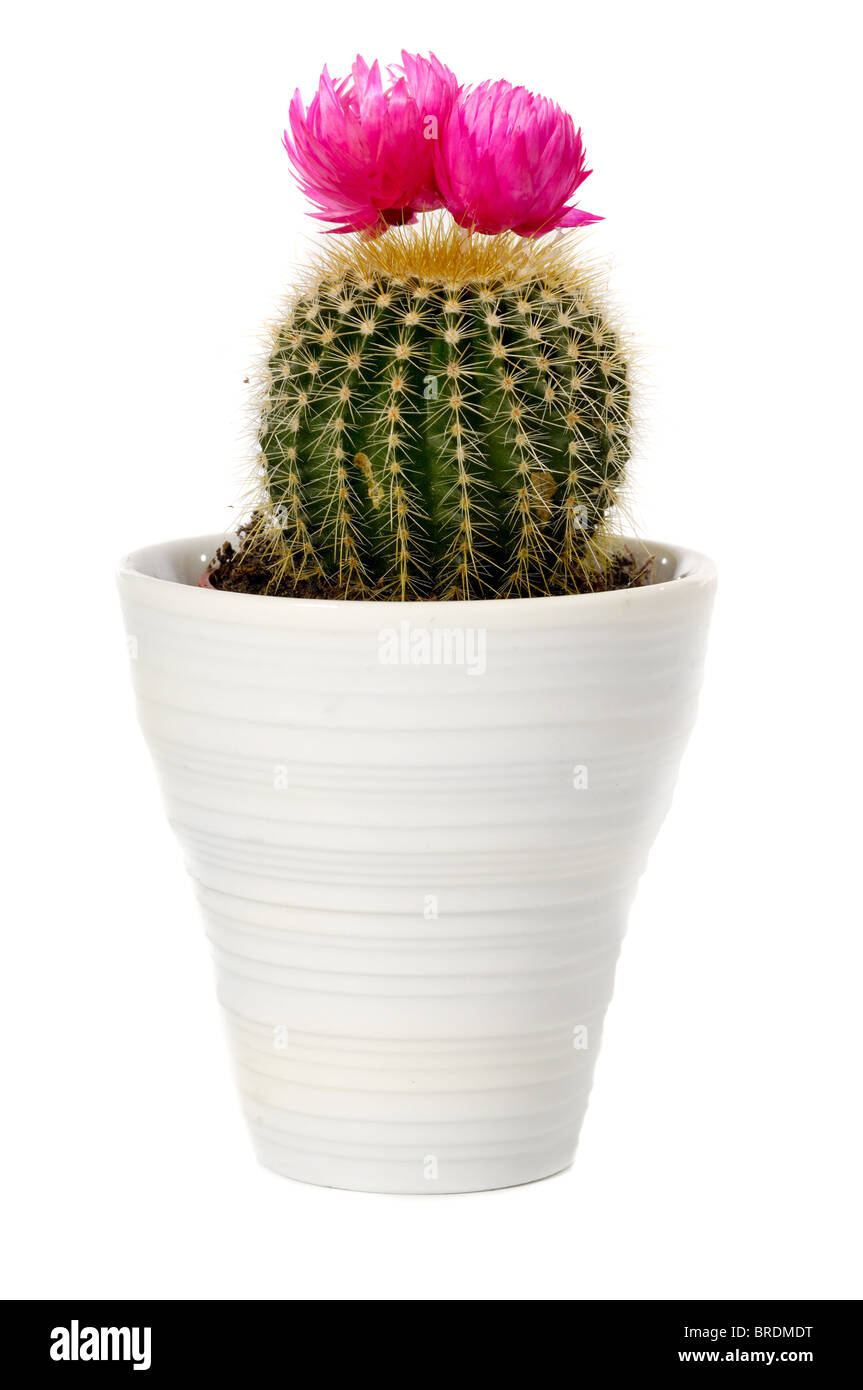 Cactus with pink flower in a pot. Isolated on a white background Stock  Photo - Alamy