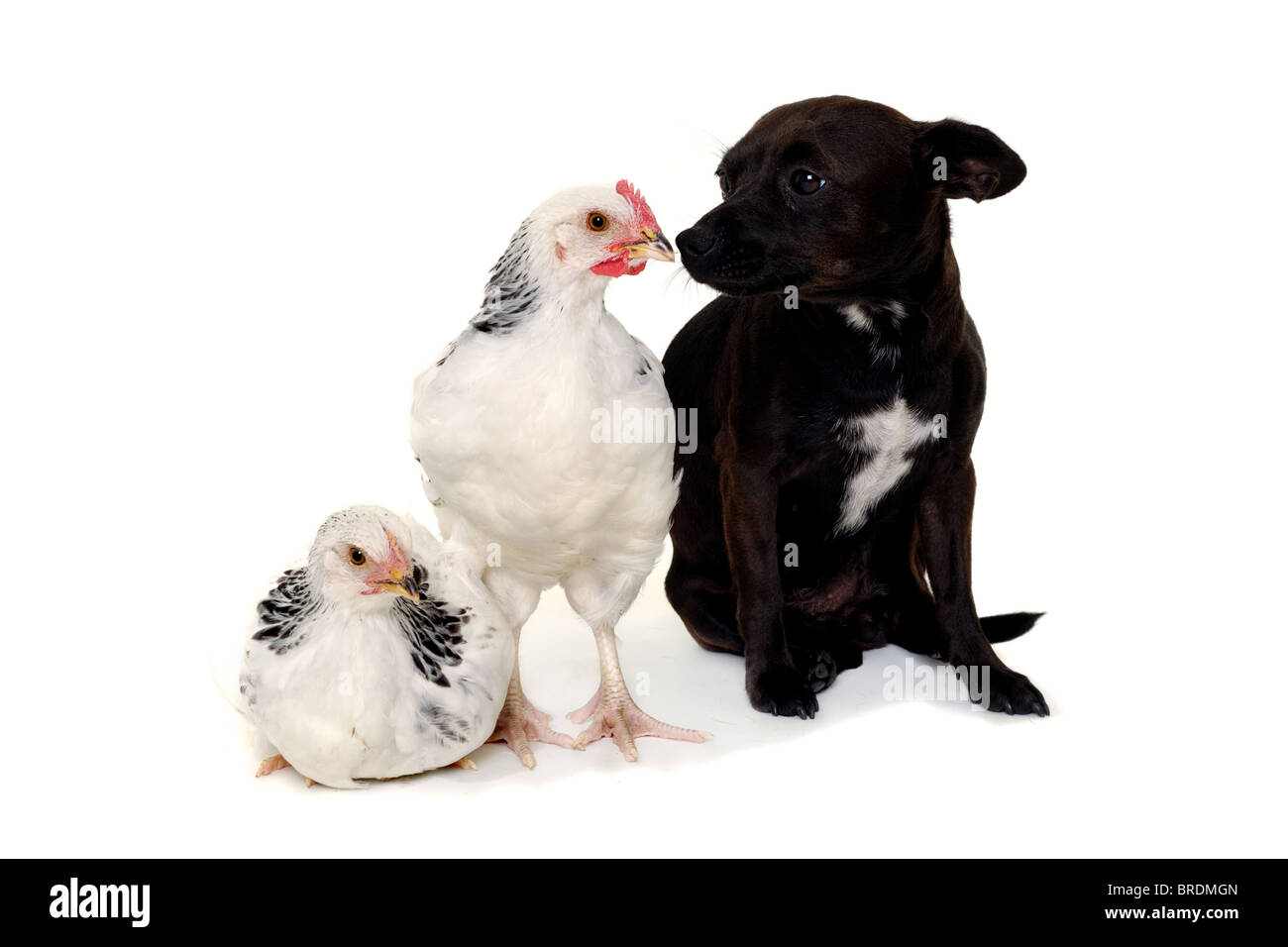 A puppy dog and a chickens are looking at each other. The dog is a mix of a chihuahua and a miniature pinscher. Stock Photo