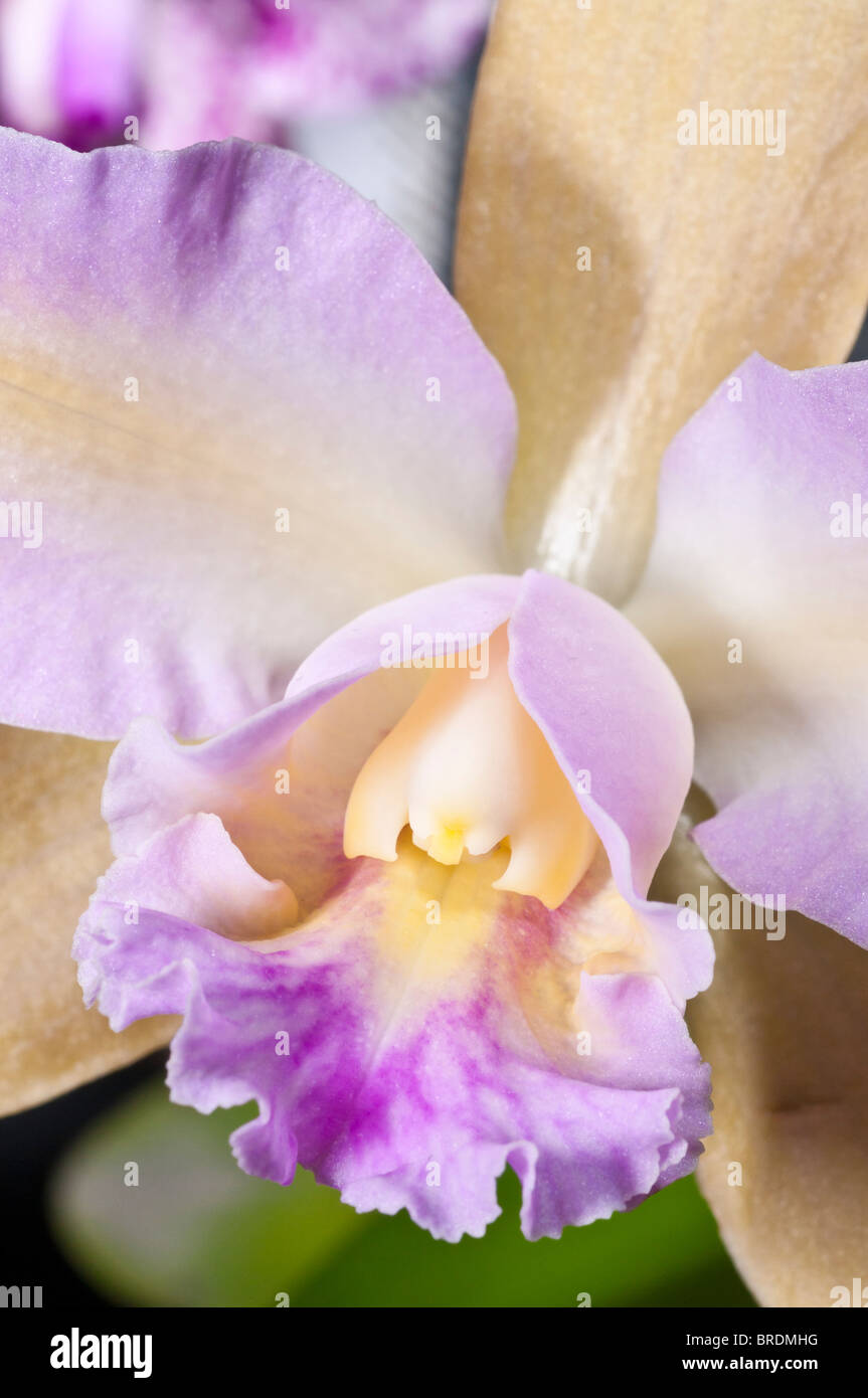 Blc. Hawaiian Satisfaction 'Romantic', orchid hybrid, Foothills Orchid Show, Calgary, Alberta, Canada Stock Photo