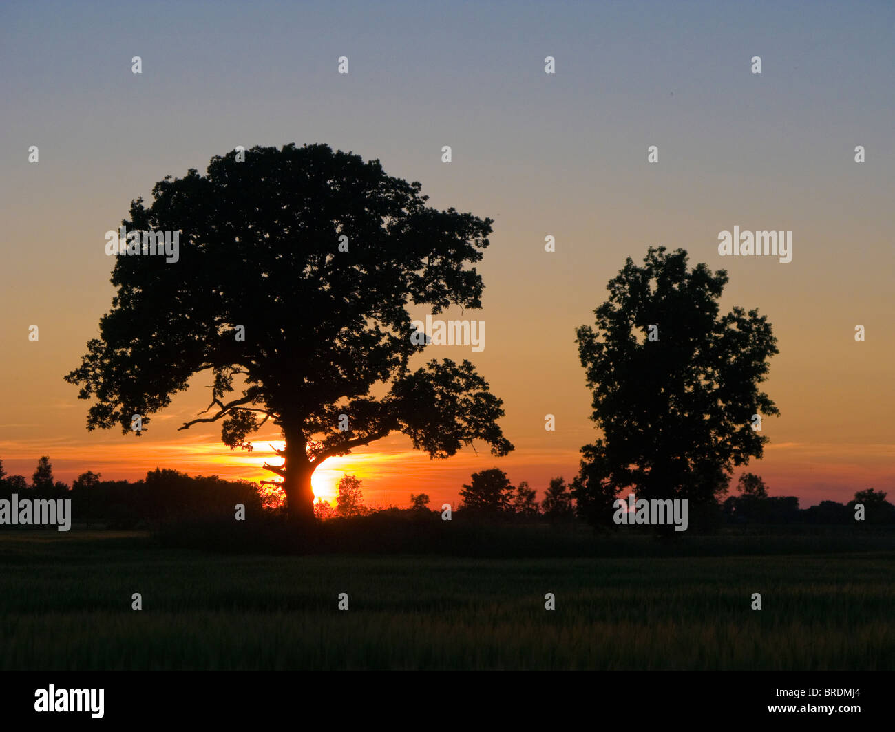 Silhouettes tree set hi-res stock photography and images - Alamy