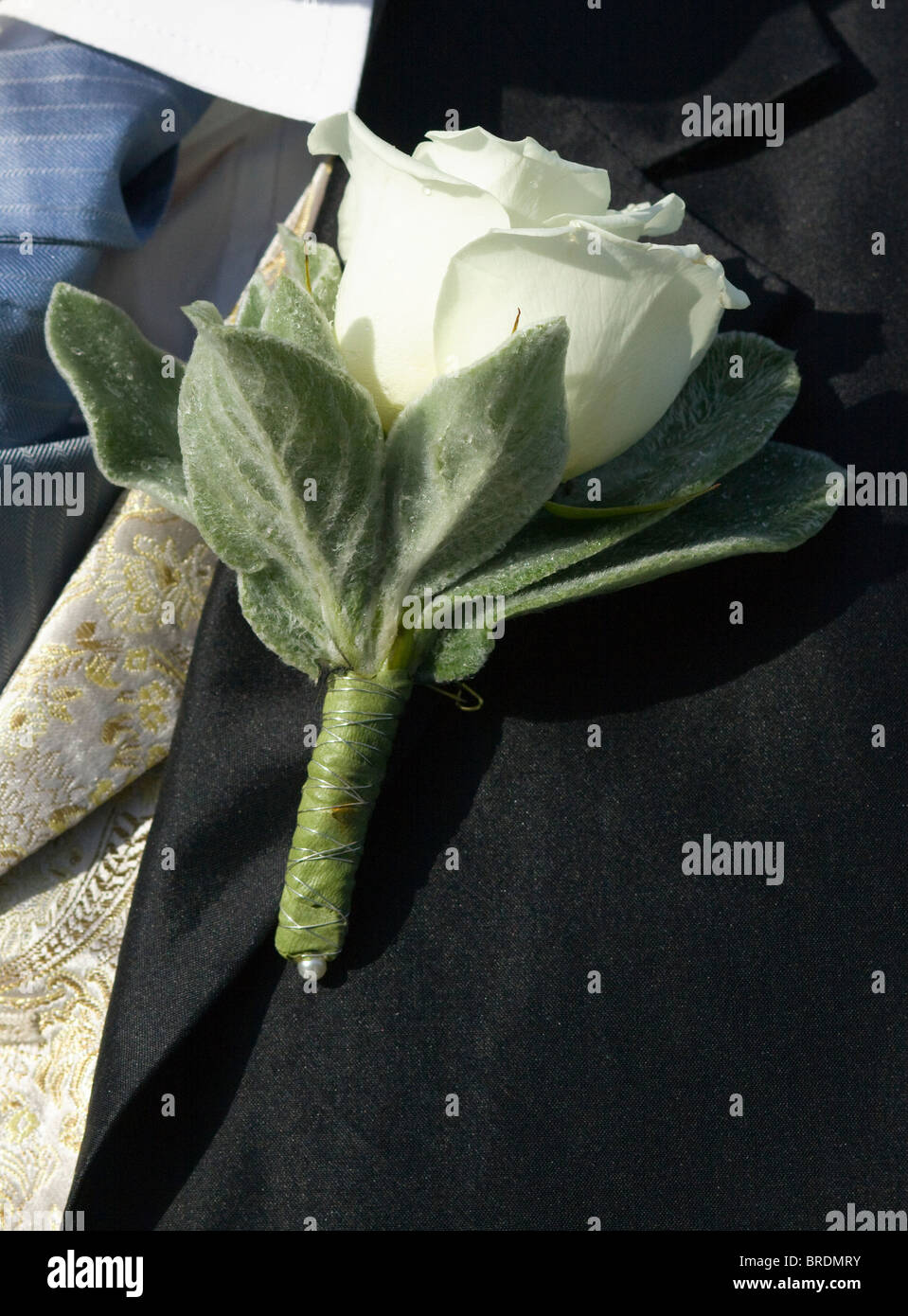 White rose worn by the groom on the day of the wedding Stock Photo - Alamy