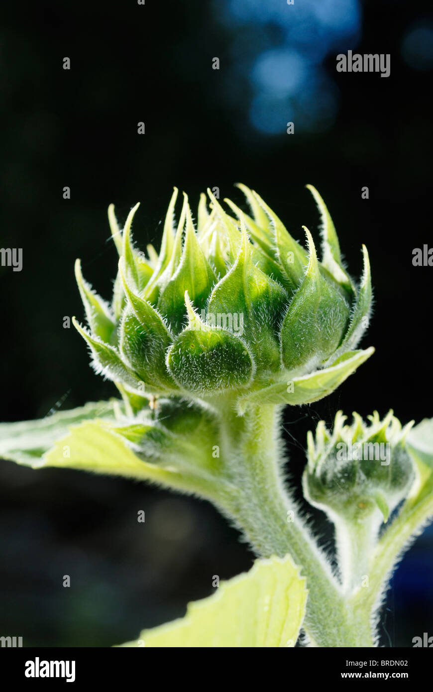 Sunflower buds Stock Photo
