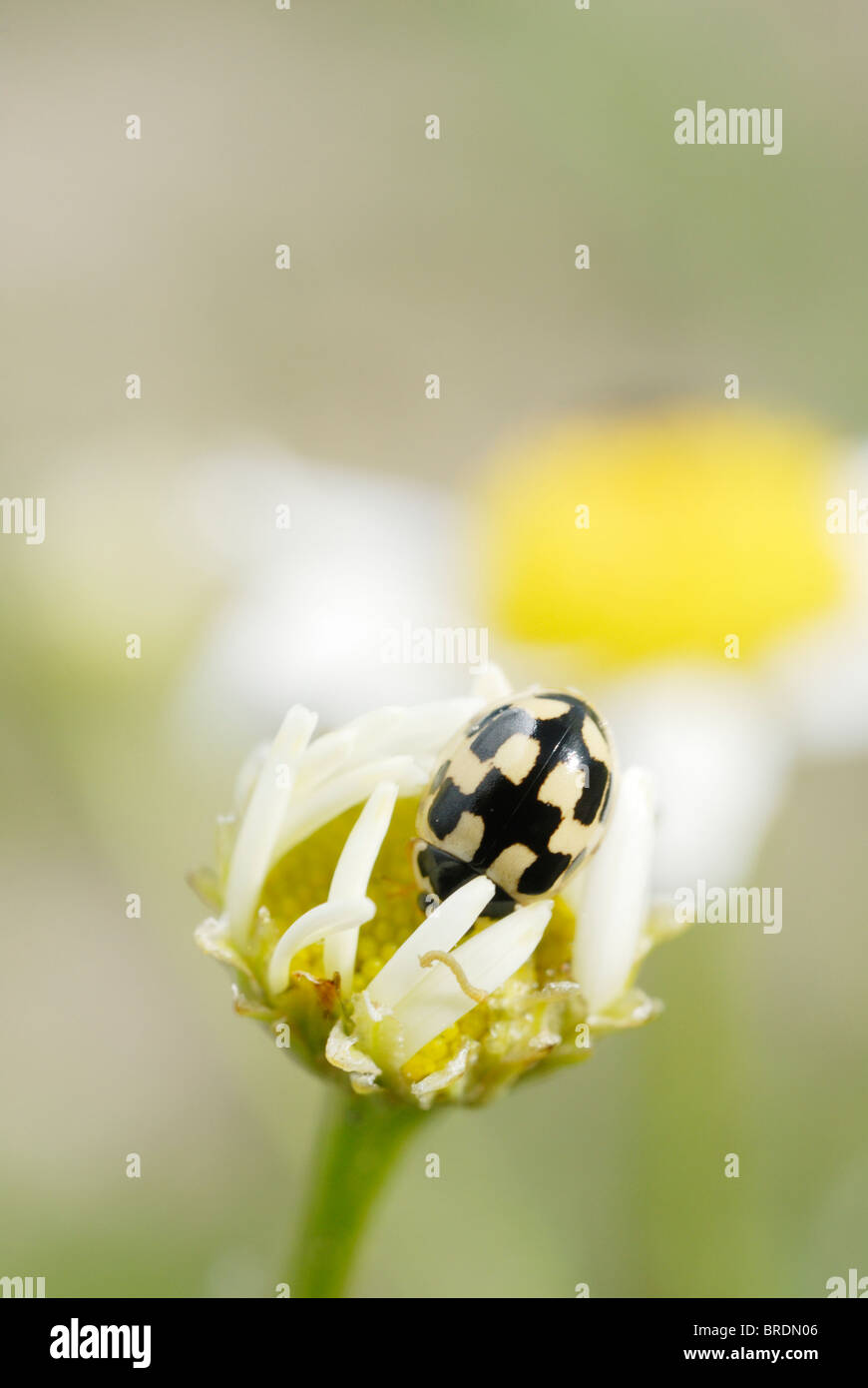14-spot ladybird propylea 14 punctata Stock Photo