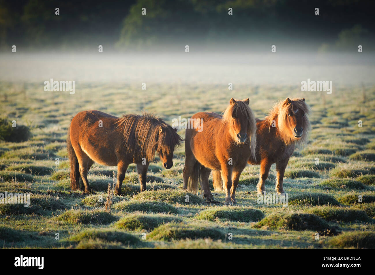 Shetland ponies at Sunrise, Balmer Lawn near Brockenhurst, New Forest, Hampshire, England, UK Stock Photo