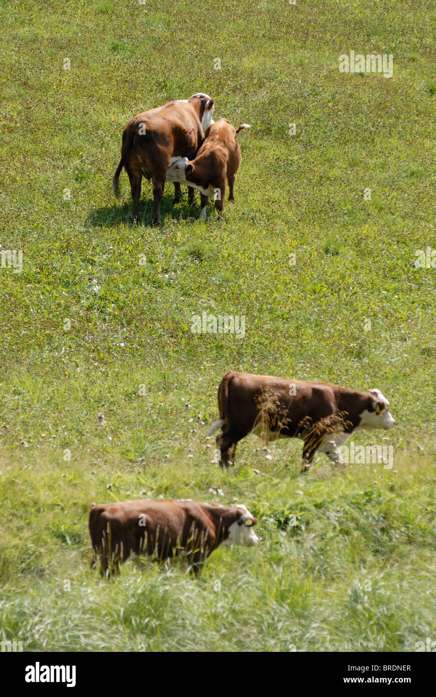 'Koskis' Hereford cattle grazing free by riverbank. Organic meat production and protection of cultural landscape and biotopes. Stock Photo