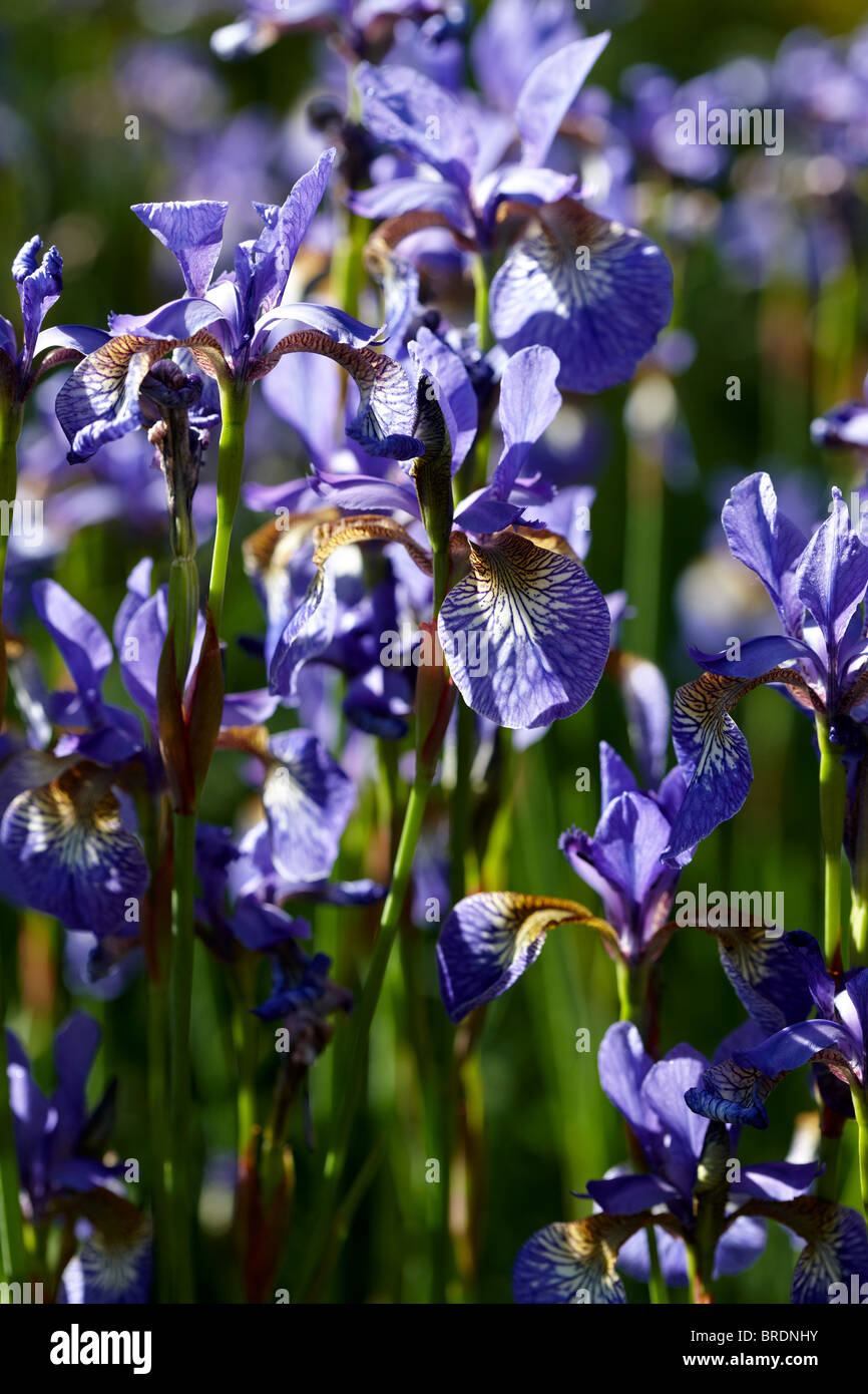 Siberian iris -  Iris sibirica , UK Stock Photo