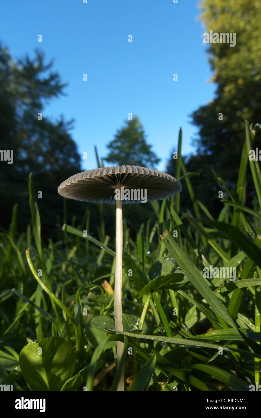 An early morning view of the short-lived single coprinus plicatilis mushroom fungi growing in a public park. Stock Photo
