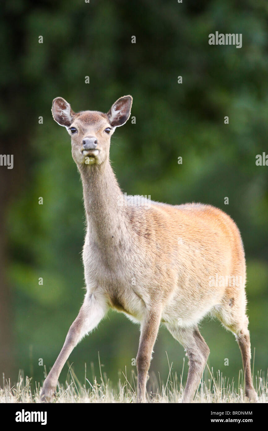 Arne Nature Reserve High Resolution Stock Photography and Images - Alamy