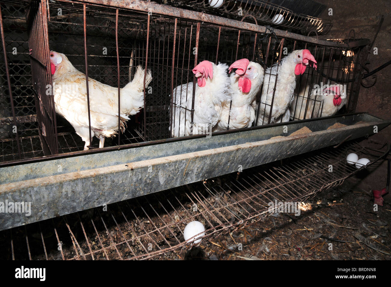Battery hens in a coop Stock Photo Alamy