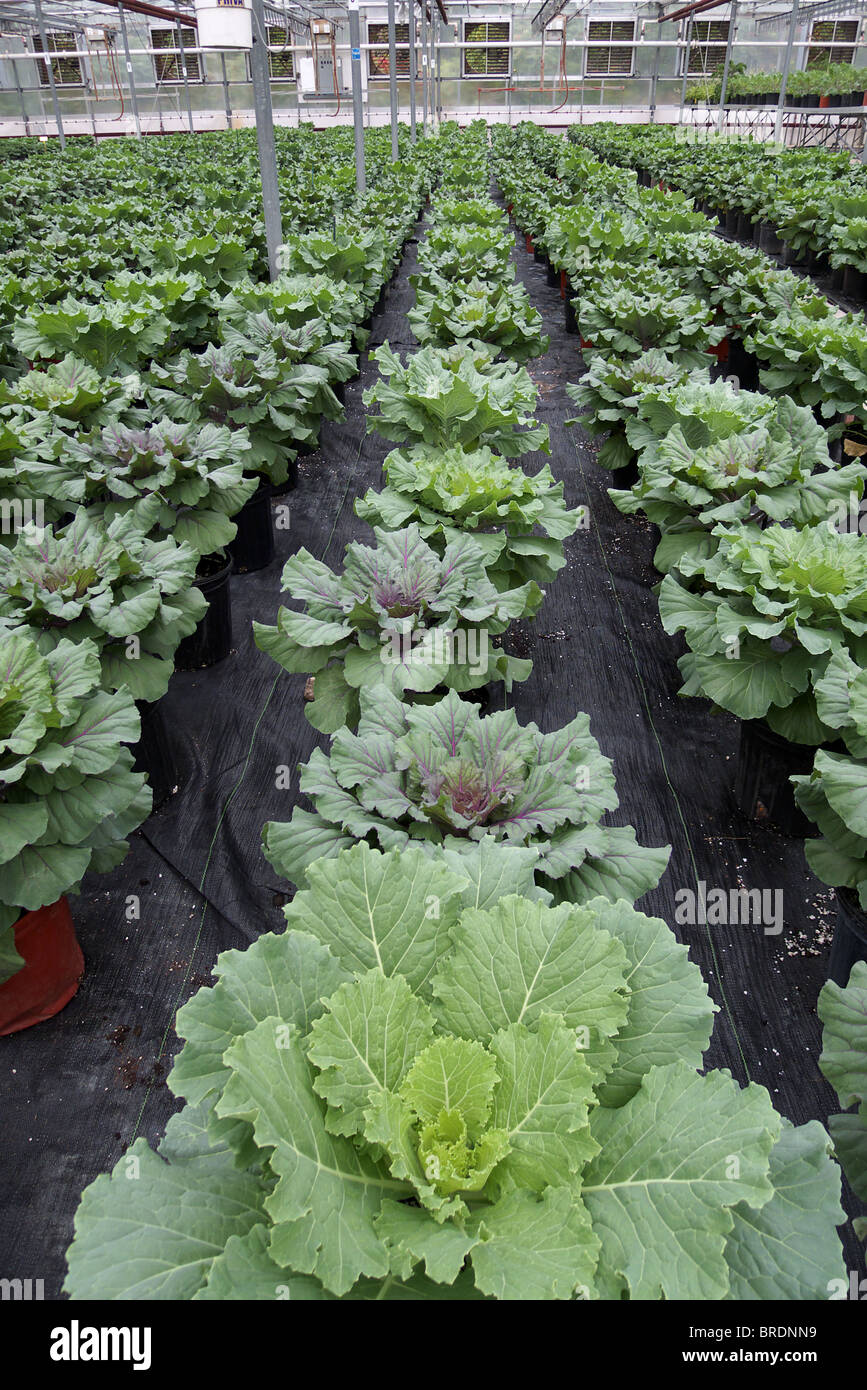 A greenhouse crop of kale, also known as ornamental cabbage. Usually planted in the fall as a decorative landscape feature. Stock Photo