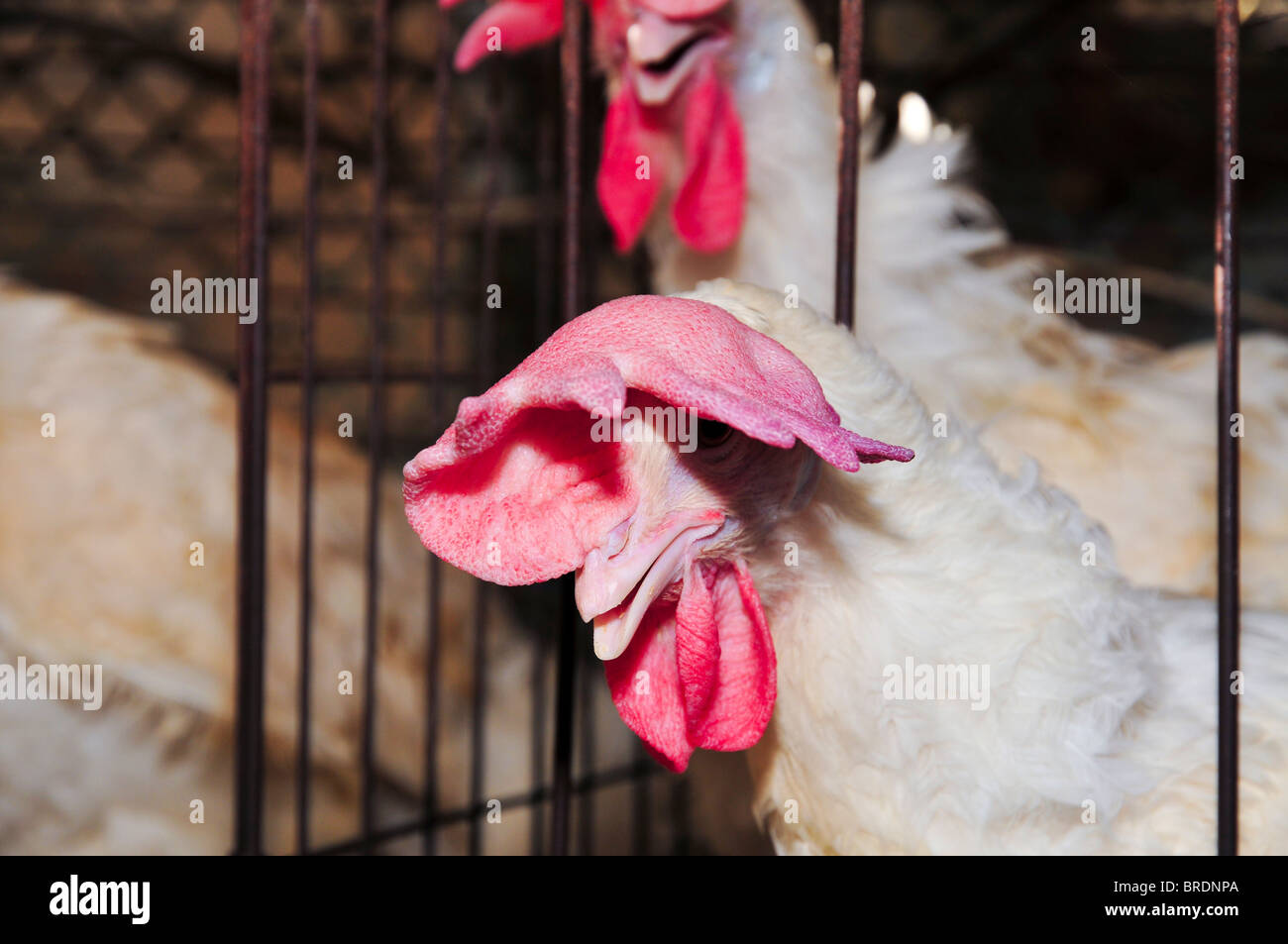 Battery hens in a coop Stock Photo Alamy