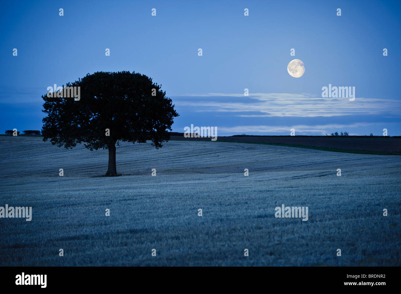 Lone tree in field and Moonrise Stock Photo