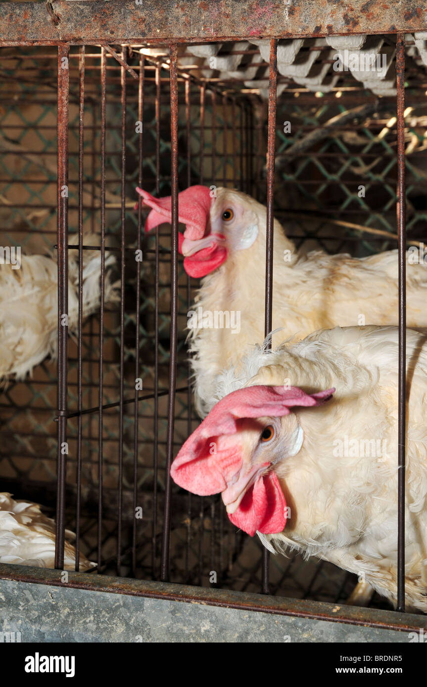 Battery hens in a coop Stock Photo Alamy