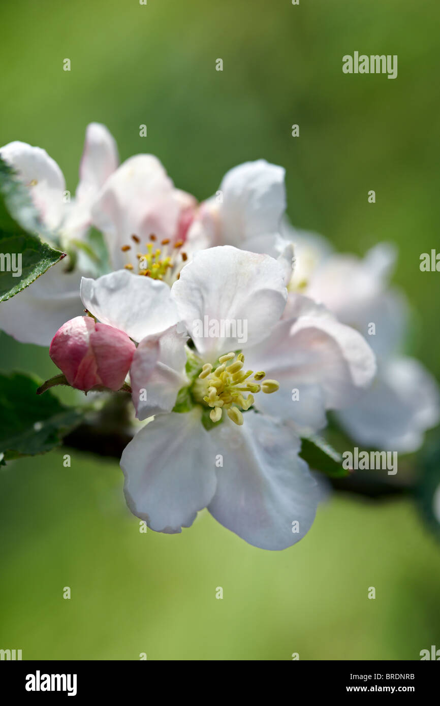 Apple blossom - Malus domestica 'Melrose'  UK Stock Photo