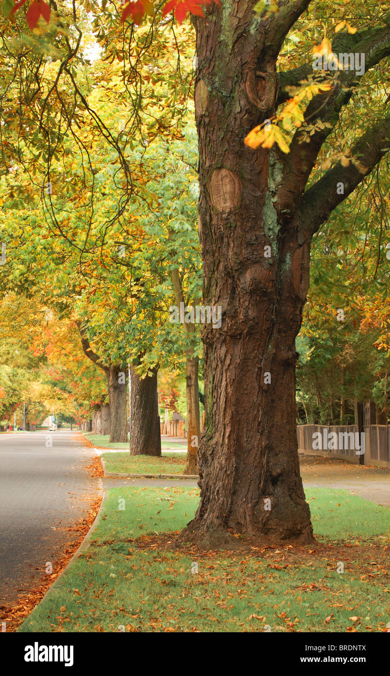 Autumnal tree lined avenue in Royal Leamington Spa, Royal Leamington Spa, Warwickshire, England, UK Stock Photo