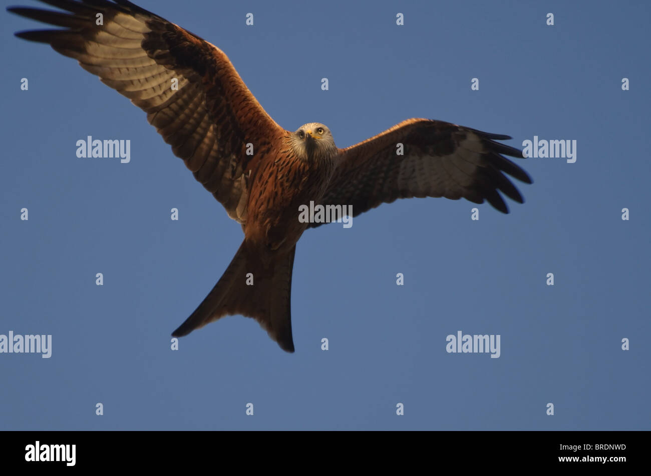 A red kit in flight Stock Photo - Alamy