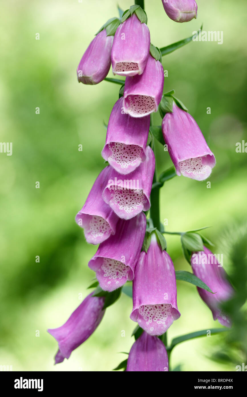 Foxglove Digitalis purpurea Stock Photo Alamy