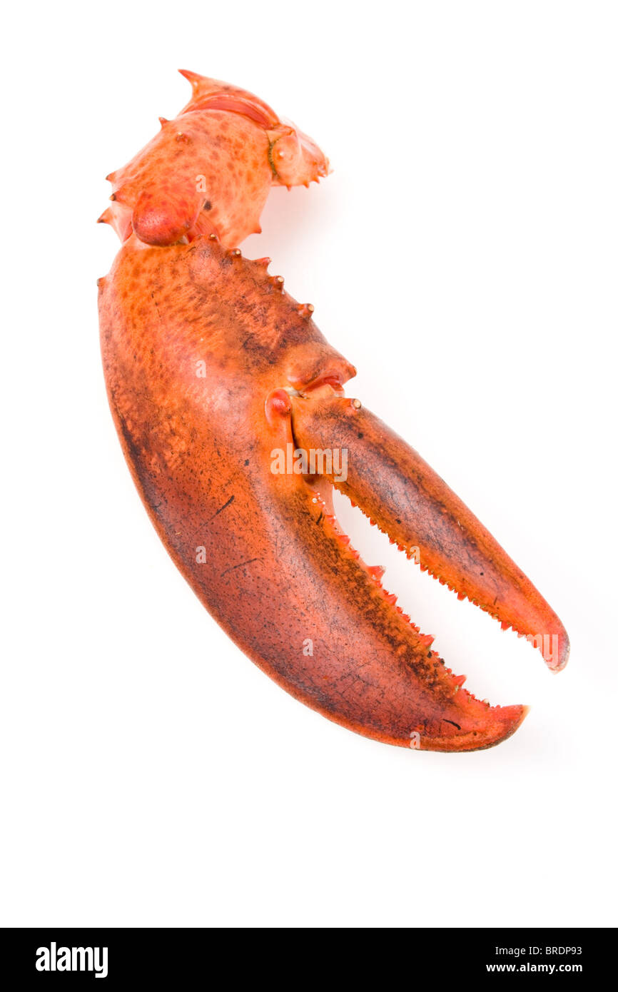 Lobster claw with white background Stock Photo - Alamy