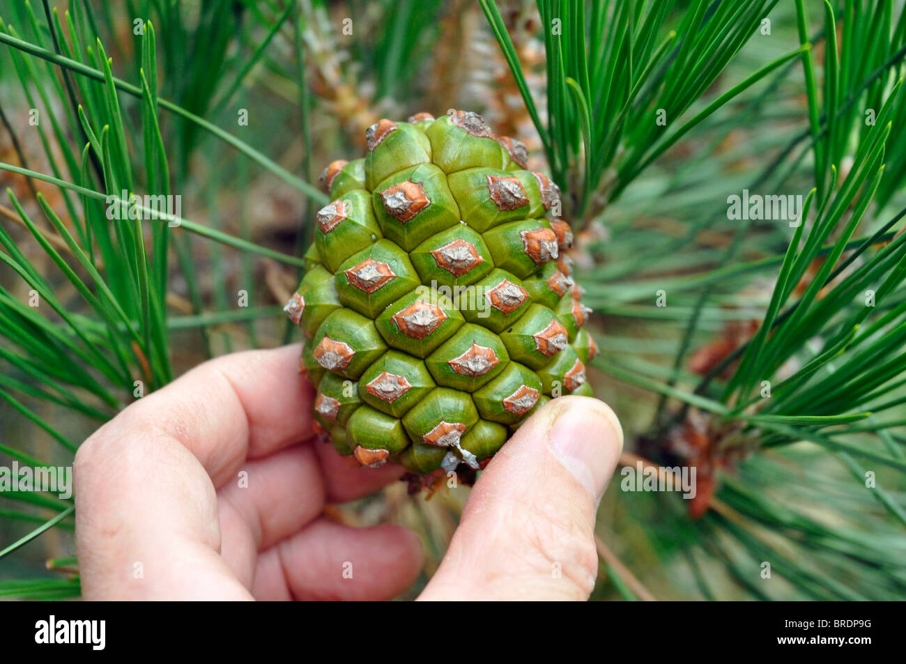 The (Italian) Stone Pine (or Umbrella Pine) (Pinus pinea; family Pinaceae) Stock Photo