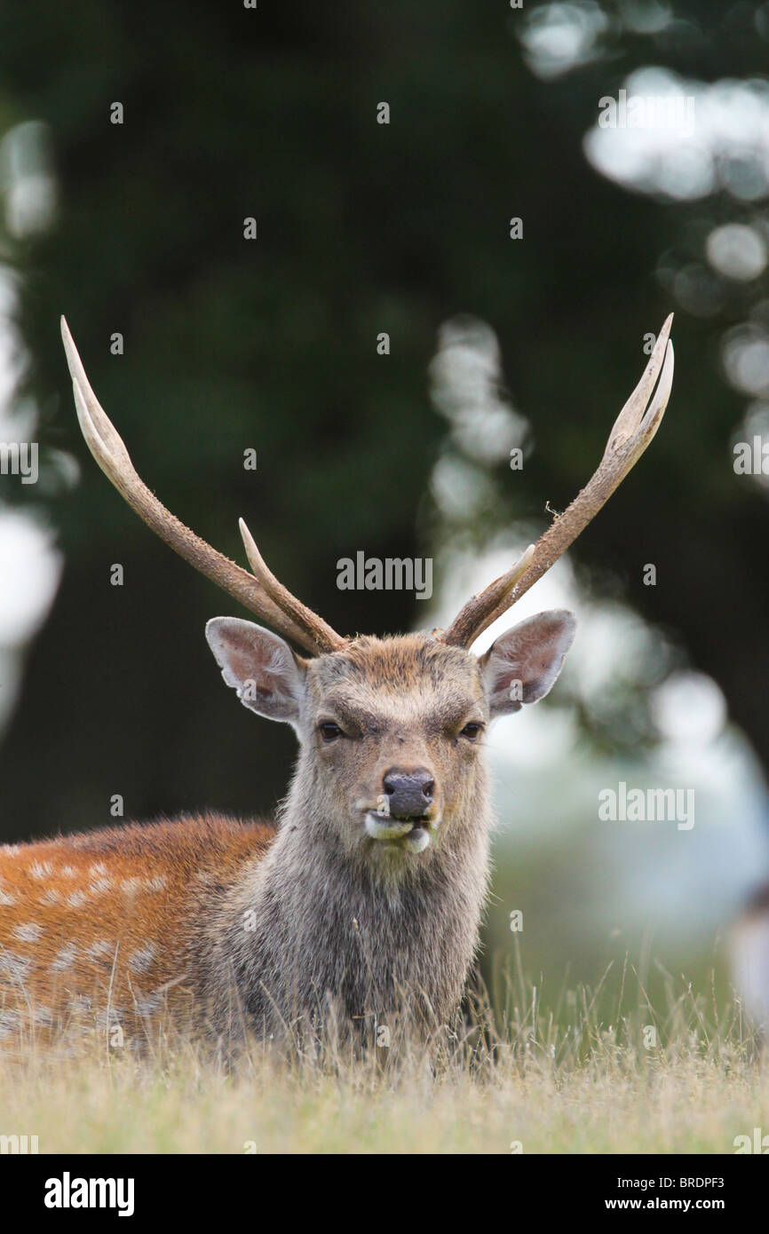 Arne Nature Reserve High Resolution Stock Photography and Images - Alamy