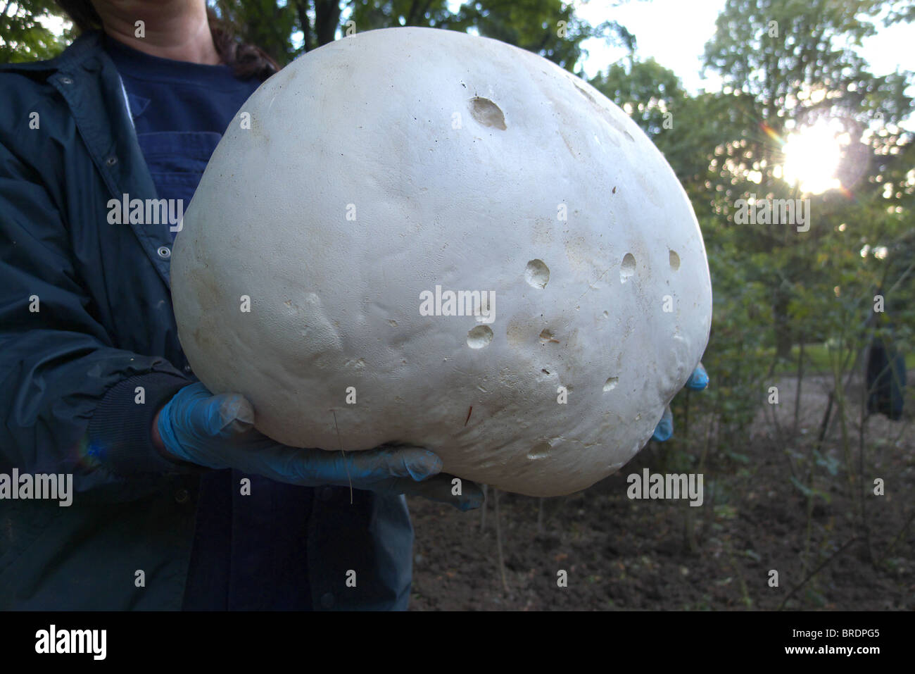 A woman parks worker holds a particularly large example of a Calvatia gigantea, commonly known as a giant puffball Stock Photo