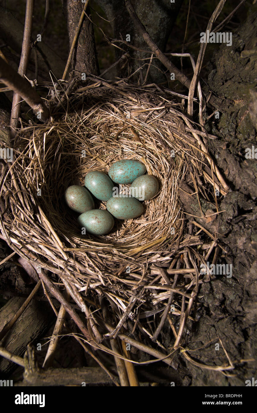 Nest of the fieldfare (Turdus pilaris) with green eggs Stock Photo - Alamy