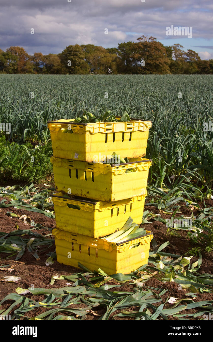 Stacked Boxes, crates of picked vegetables in a field of cut Leeks, harvested in September at Market Garden, Burscough, Ormskirk, UK Stock Photo