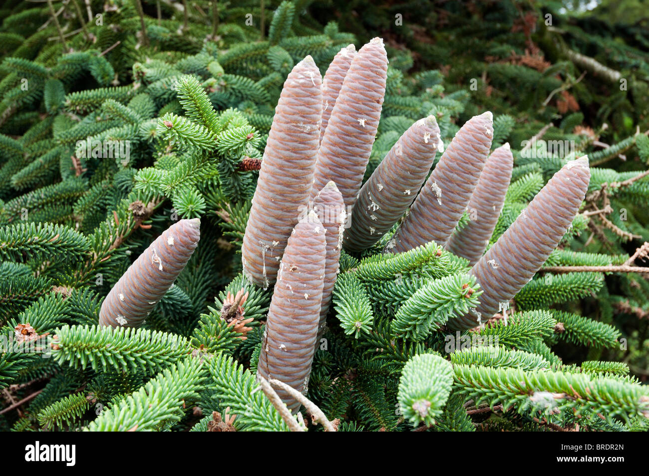 Spanish Fir, Abies pinsapo cones in August Stock Photo