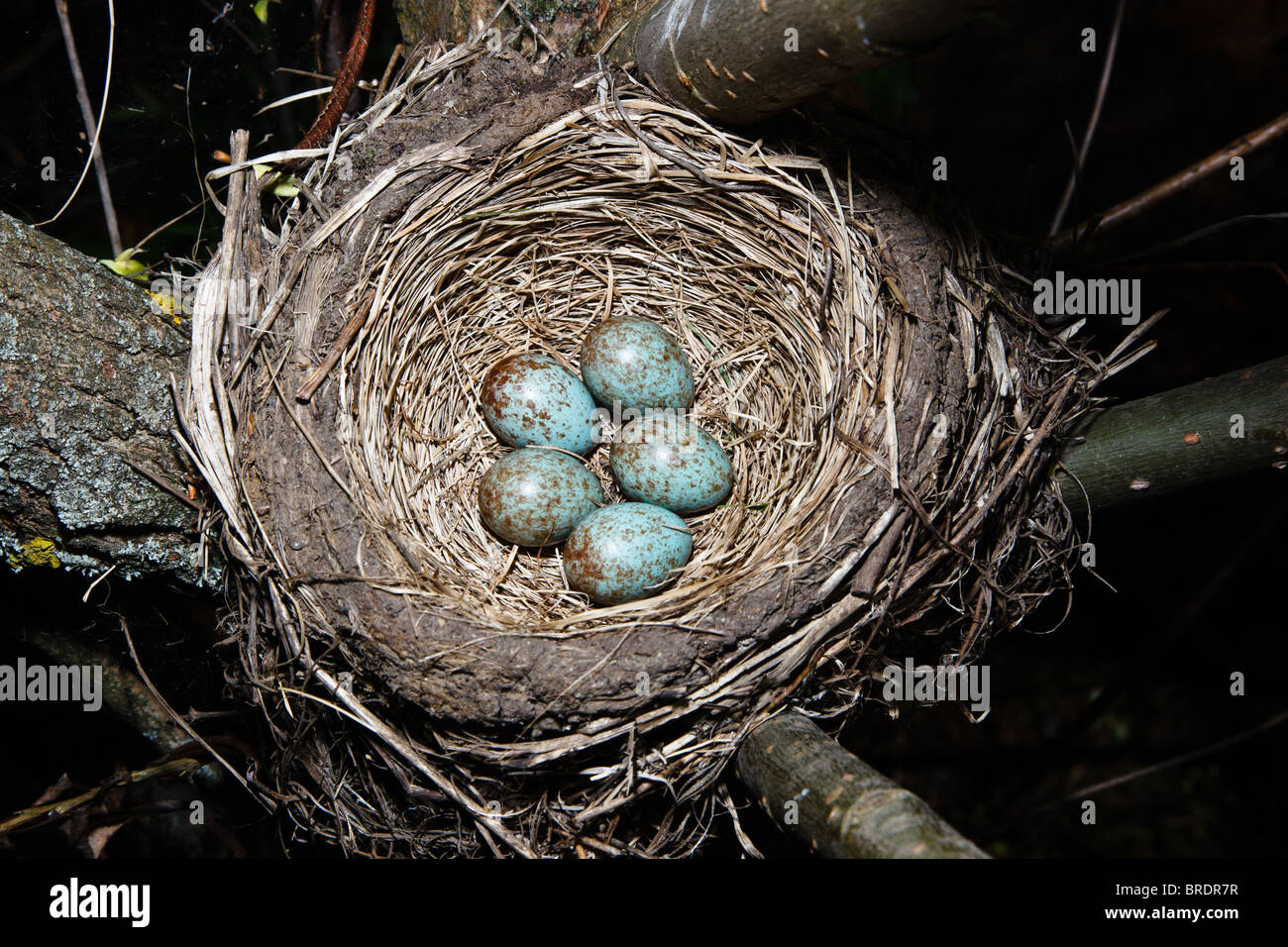 Nest of the fieldfare (Turdus pilaris) with five green eggs Stock Photo ...
