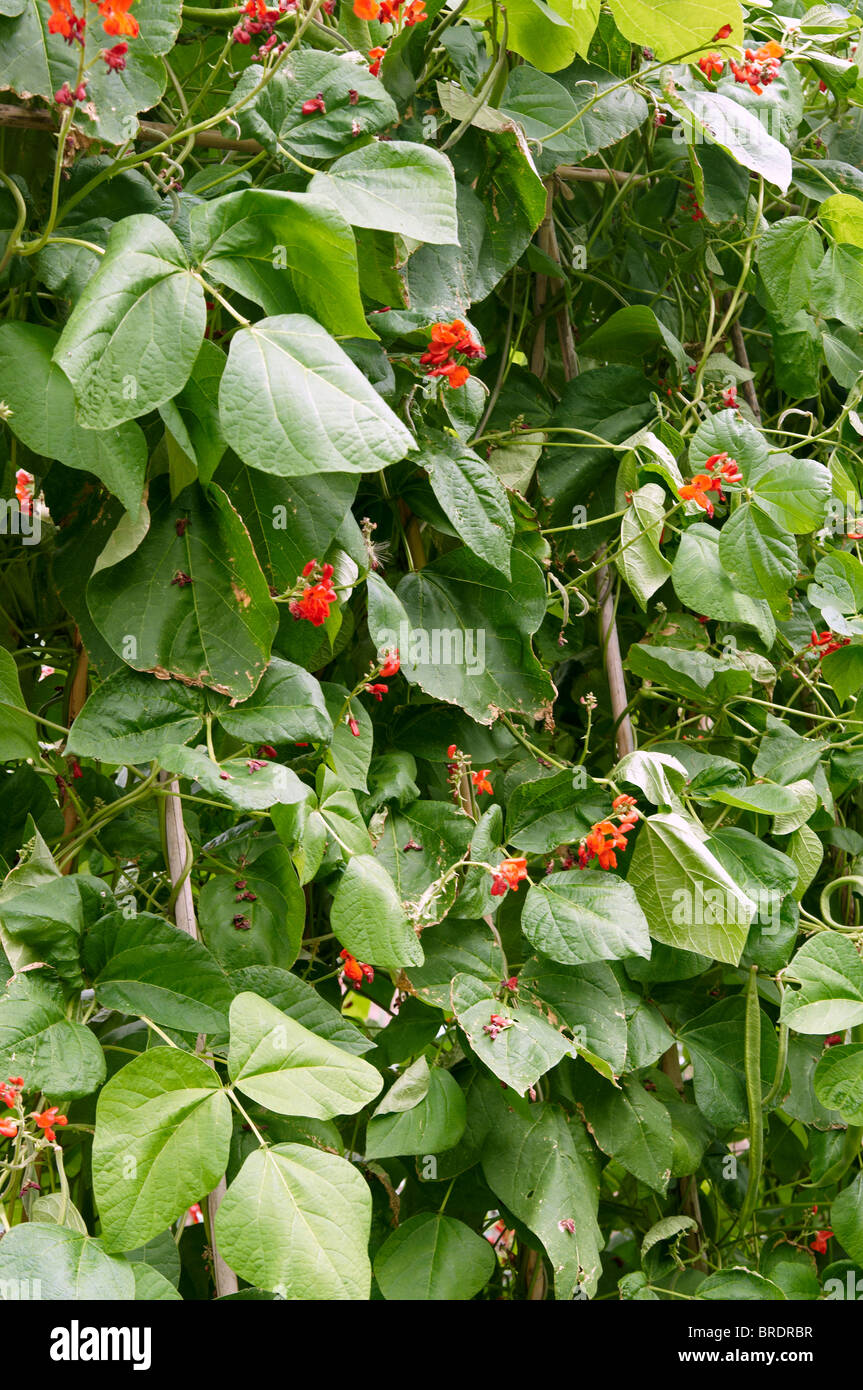 Scarlet runner bean plants with flowers and maturing beans in an English vegetable garden. Stock Photo