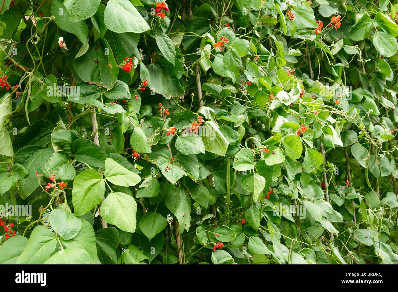 Scarlet runner bean plants with flowers and maturing beans in an English vegetable garden. Stock Photo